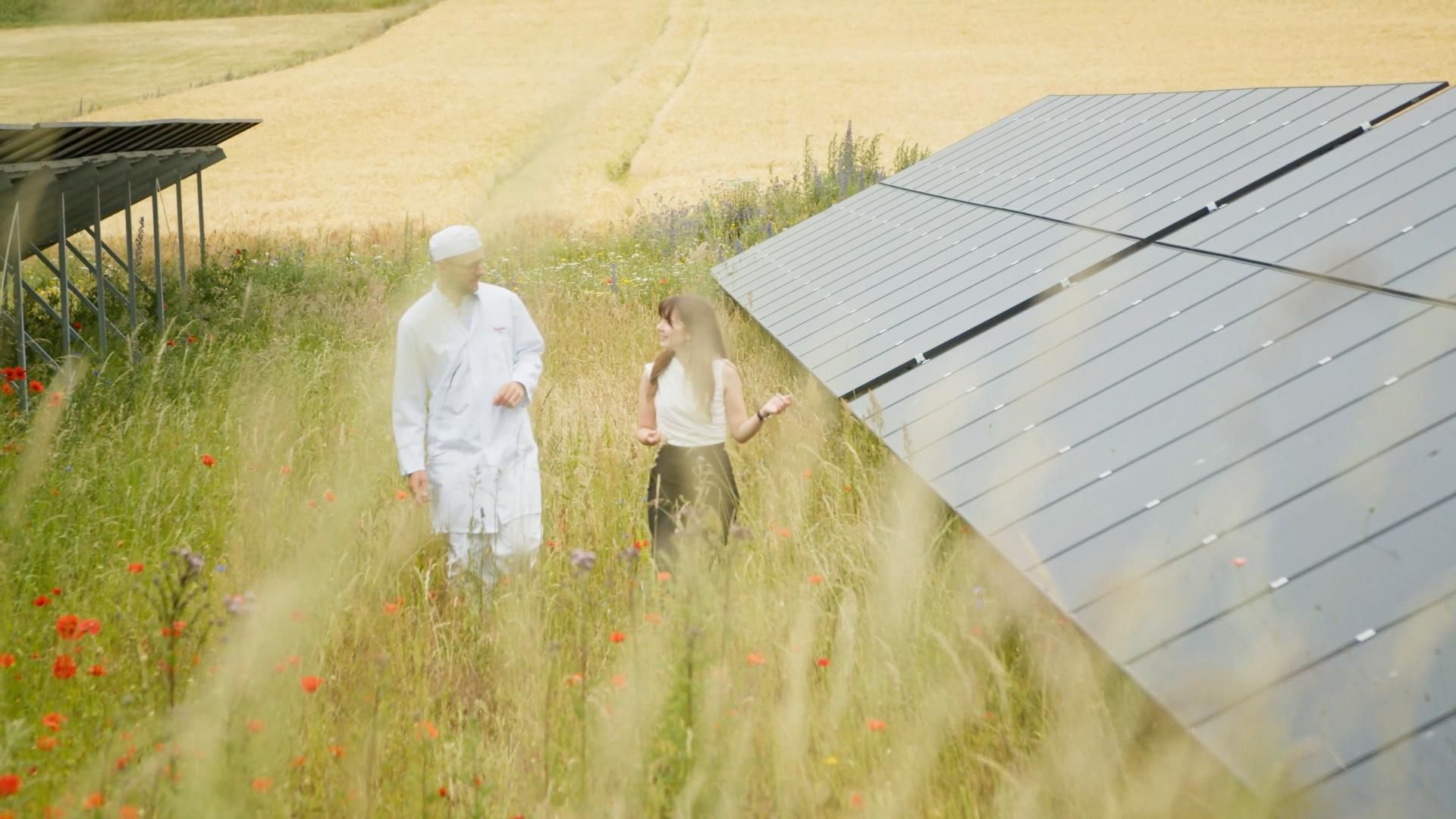 Kommunikation- og marketingsansvarlig i NRGreen, Sara Kryger Karlsen, går tur med Anders Eibye Hansen, medejer af Hansens Flødeis, blandt mejeriets solcellepark, som forener solceller og biodiversitet.